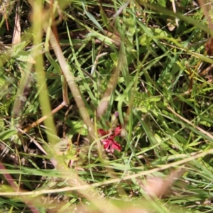 Epilobium sp. at Mongarlowe, NSW - 20 Jan 2021