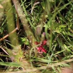 Epilobium sp. at Mongarlowe, NSW - suppressed