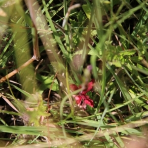 Epilobium sp. at Mongarlowe, NSW - 20 Jan 2021