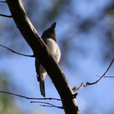 Myiagra rubecula (Leaden Flycatcher) at Mongarlowe, NSW - 20 Jan 2021 by LisaH