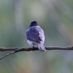 Myiagra rubecula at Mongarlowe, NSW - suppressed