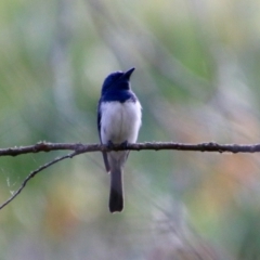 Myiagra rubecula at Mongarlowe, NSW - suppressed