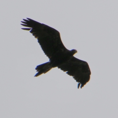Aquila audax (Wedge-tailed Eagle) at Mongarlowe, NSW - 20 Jan 2021 by LisaH