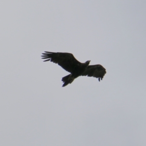 Aquila audax at Mongarlowe, NSW - 20 Jan 2021