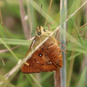 Trapezites symmomus at Mongarlowe, NSW - suppressed