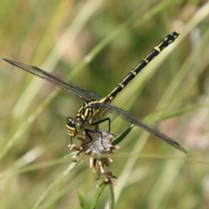 Austrogomphus ochraceus at suppressed - 20 Jan 2021