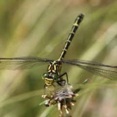 Austrogomphus ochraceus at suppressed - 20 Jan 2021