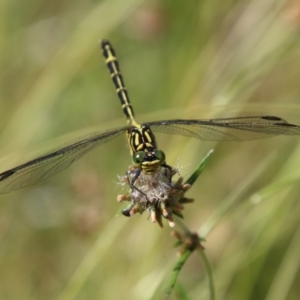 Austrogomphus ochraceus at suppressed - 20 Jan 2021