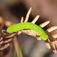 Capusa (genus) (Wedge moth) at Mongarlowe, NSW - 20 Jan 2021 by LisaH