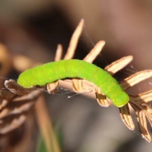 Capusa (genus) at Mongarlowe, NSW - suppressed