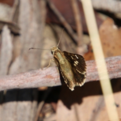 Toxidia parvula (Banded Grass-skipper) at Mongarlowe, NSW - 20 Jan 2021 by LisaH