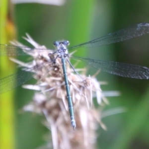 Austroargiolestes icteromelas at Mongarlowe, NSW - suppressed