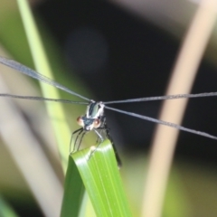 Austroargiolestes icteromelas (Common Flatwing) at Mongarlowe, NSW - 20 Jan 2021 by LisaH