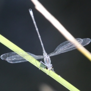 Austroargiolestes icteromelas at Mongarlowe, NSW - suppressed