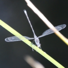 Austroargiolestes icteromelas at Mongarlowe, NSW - suppressed