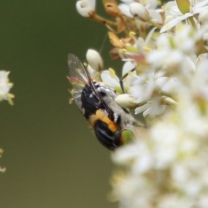 Scaptia sp. (genus) at Mongarlowe, NSW - 20 Jan 2021