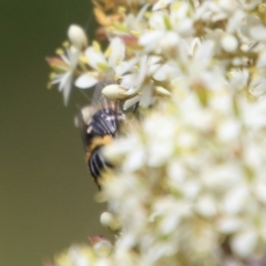 Scaptia sp. (genus) at Mongarlowe, NSW - suppressed