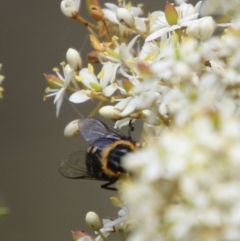 Scaptia sp. (genus) at Mongarlowe, NSW - 20 Jan 2021