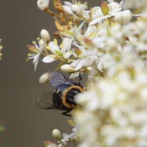 Scaptia sp. (genus) at Mongarlowe, NSW - 20 Jan 2021