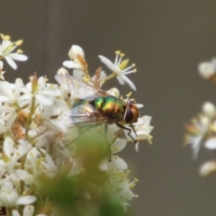 Rutilia sp. (genus) (A Rutilia bristle fly, subgenus unknown) at Mongarlowe River - 20 Jan 2021 by LisaH