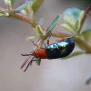 Lamprolina (genus) at Mongarlowe, NSW - 20 Jan 2021