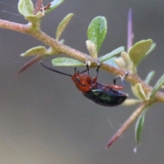 Lamprolina (genus) at Mongarlowe, NSW - 20 Jan 2021