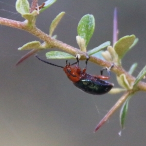 Lamprolina (genus) at Mongarlowe, NSW - 20 Jan 2021