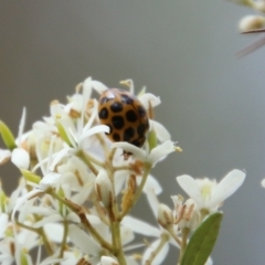 Harmonia conformis (Common Spotted Ladybird) at Mongarlowe River - 20 Jan 2021 by LisaH