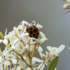 Harmonia conformis at Mongarlowe, NSW - suppressed