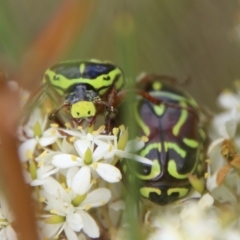 Eupoecila australasiae at Mongarlowe, NSW - suppressed