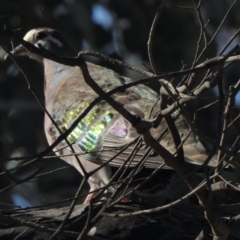 Phaps chalcoptera (Common Bronzewing) at Mount Clear, ACT - 20 Jan 2021 by KMcCue