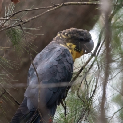 Calyptorhynchus lathami lathami (Glossy Black-Cockatoo) at Wingello - 19 Jan 2021 by NigeHartley