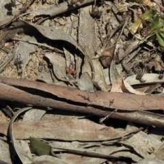 Zizina otis (Common Grass-Blue) at Mount Clear, ACT - 20 Jan 2021 by KMcCue