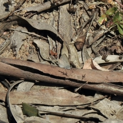 Zizina otis (Common Grass-Blue) at Mount Clear, ACT - 20 Jan 2021 by KMcCue