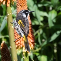 Phylidonyris novaehollandiae (New Holland Honeyeater) at Penrose, NSW - 8 Dec 2020 by NigeHartley