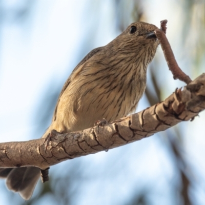 Pachycephala rufiventris (Rufous Whistler) at Penrose - 4 Dec 2020 by NigeHartley