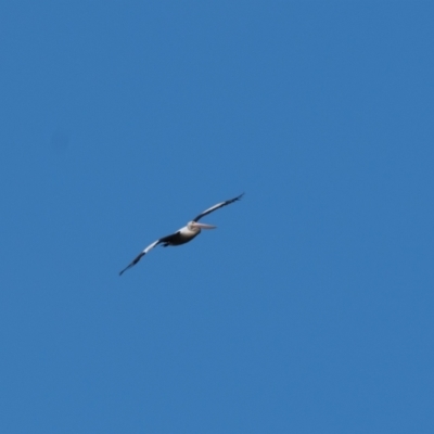 Pelecanus conspicillatus (Australian Pelican) at Penrose - 26 Nov 2020 by NigeHartley