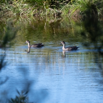 Anas gracilis (Grey Teal) at Penrose - 10 Nov 2020 by NigeHartley