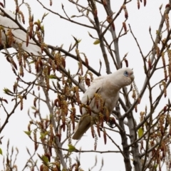 Cacatua sanguinea (Little Corella) at Penrose - 6 Oct 2020 by NigeHartley