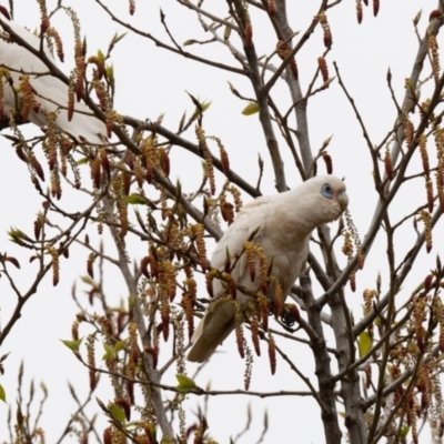 Cacatua sanguinea (Little Corella) at Penrose - 5 Oct 2020 by NigeHartley