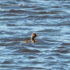 Aythya australis (Hardhead) at Bundanoon, NSW - 5 Aug 2020 by NigeHartley