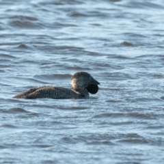 Biziura lobata (Musk Duck) at Bundanoon, NSW - 5 Aug 2020 by NigeHartley