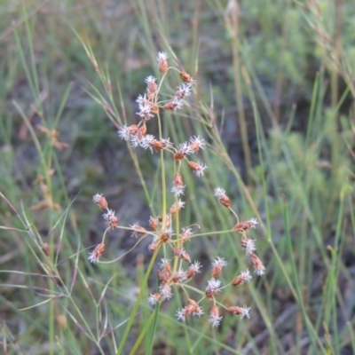 Fimbristylis dichotoma (A Sedge) at Tuggeranong Hill - 30 Nov 2020 by MichaelBedingfield