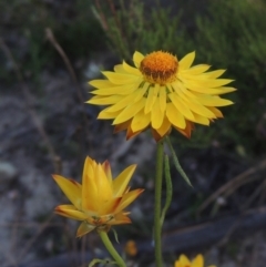 Xerochrysum viscosum (Sticky Everlasting) at Tuggeranong Hill - 30 Nov 2020 by MichaelBedingfield