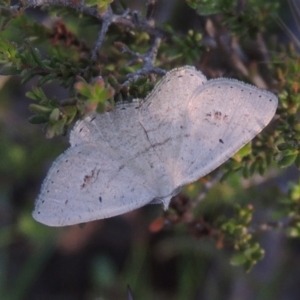 Casbia farinalis at Conder, ACT - 30 Nov 2020