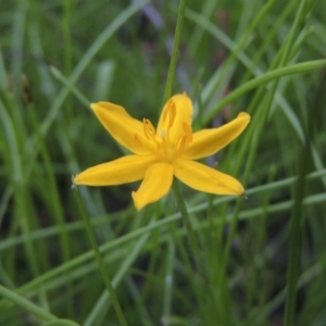 Hypoxis hygrometrica at Conder, ACT - 30 Nov 2020 08:52 PM