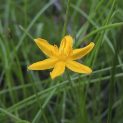 Hypoxis hygrometrica (Golden Weather-grass) at Conder, ACT - 30 Nov 2020 by michaelb