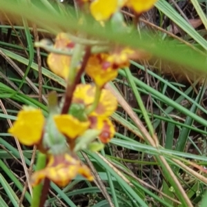 Diuris semilunulata at Downer, ACT - 25 Oct 2020