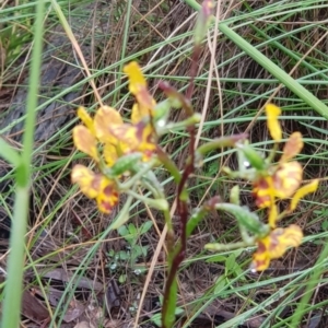 Diuris semilunulata at Downer, ACT - 25 Oct 2020