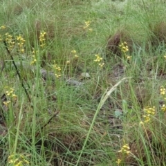 Diuris sulphurea (Tiger Orchid) at Downer, ACT - 24 Oct 2020 by MAX